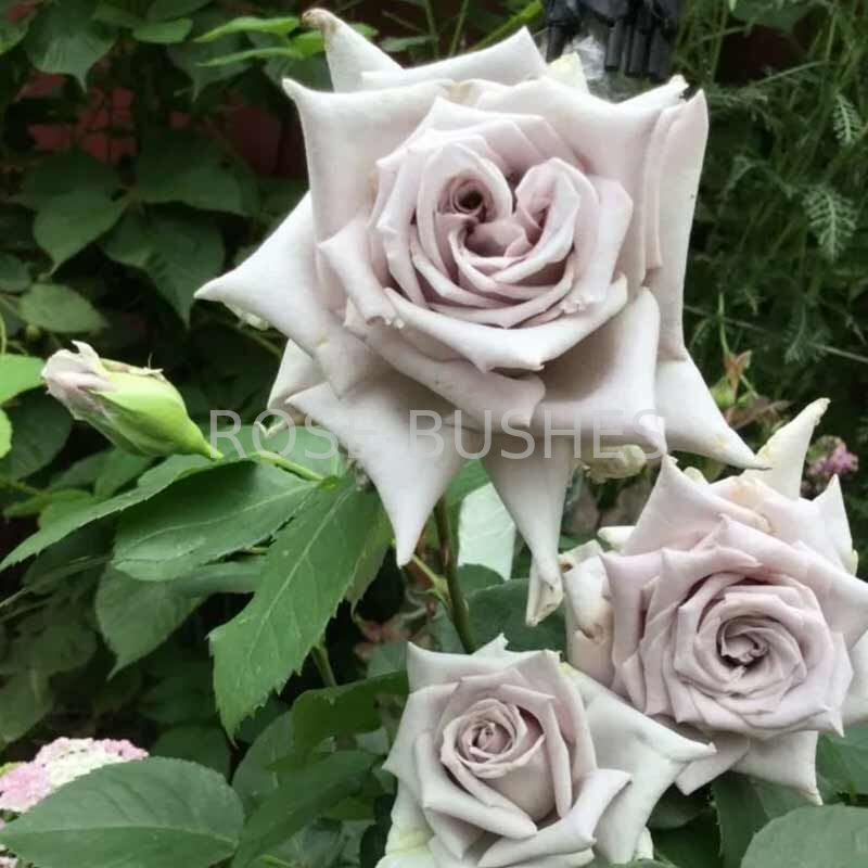 ��������� �����. Chateau Myrtille. (��, ����)